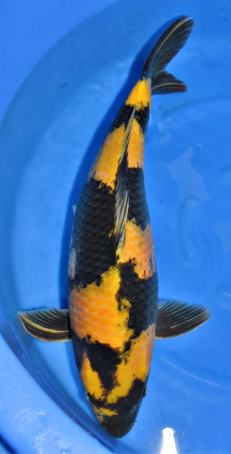 Ikan Koi Ki Utsuri