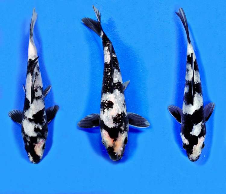 Ikan Koi Shiro Utsuri