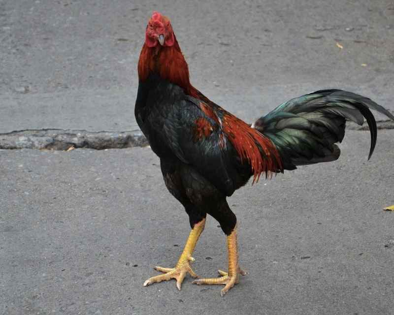Jenis Ayam Bangkok