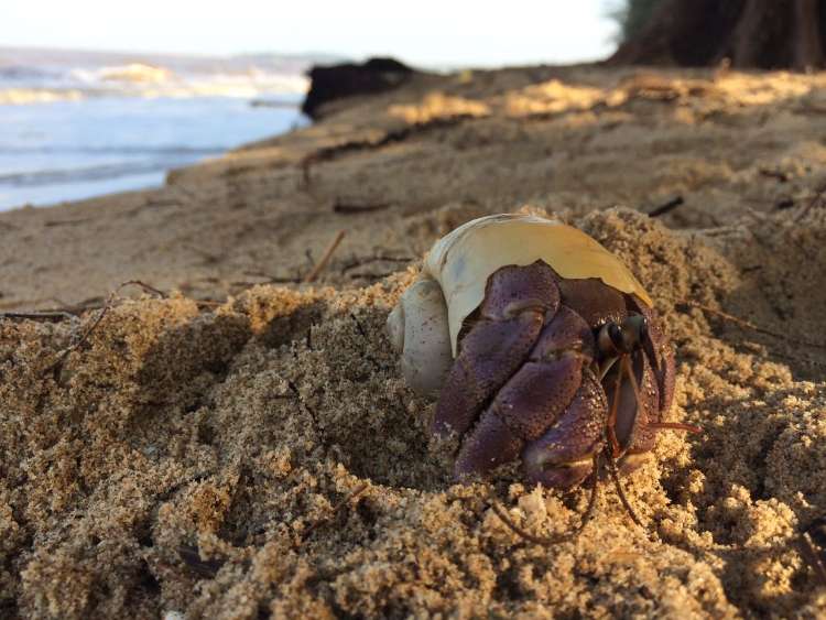 Jenis-Jenis Makanan Kumbang Laut