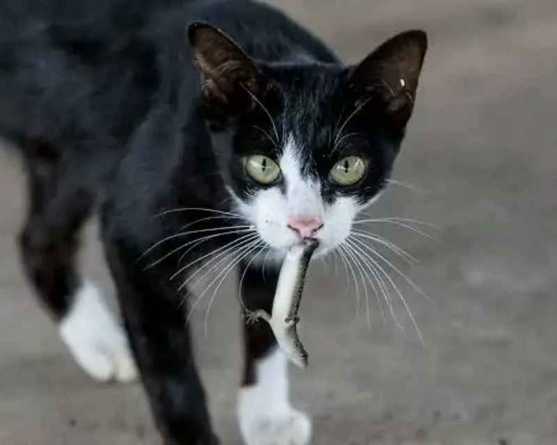 Kucing Makan Cicak