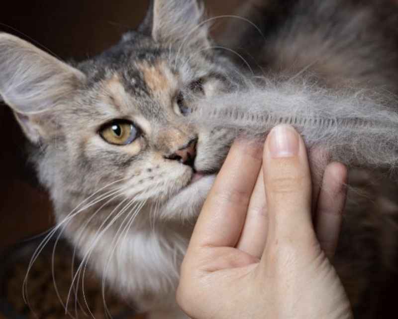 Makanan Kucing Untuk Bulu Rontok