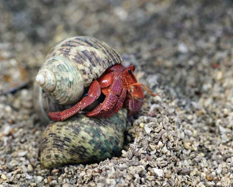 Makanan Kumbang Laut