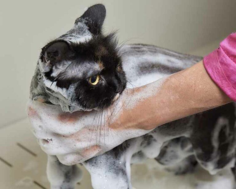 Shampo Manusia Yang Cocok Untuk Kucing