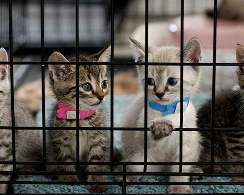 Shelter Kucing Jakarta