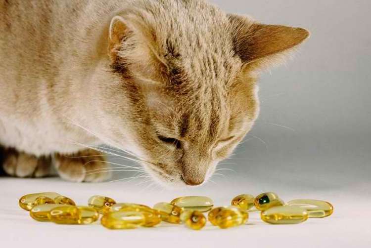 Vitamin Apa Saja yang Dibutuhkan Bulu Kucing